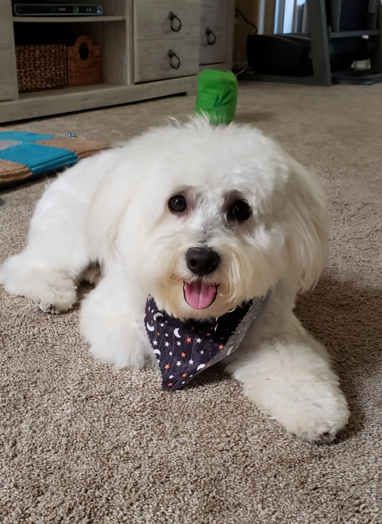 Benji, a Poodle (Small) and Bichon Frise mix tested with EmbarkVet.com