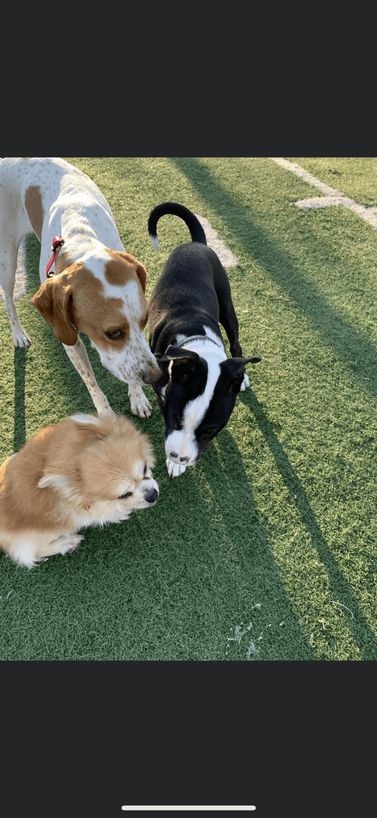 Texie, a Pointer and Llewellin Setter mix tested with EmbarkVet.com