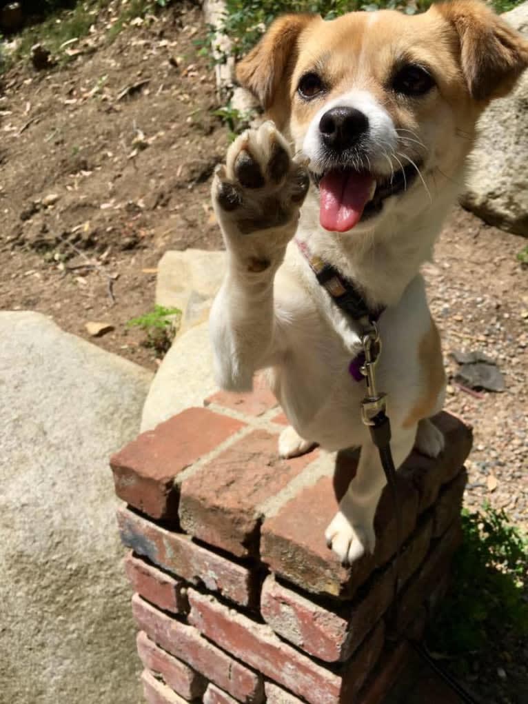 Gobi, a Chinese Village Dog tested with EmbarkVet.com