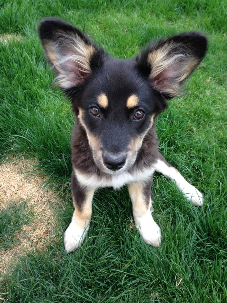 Luna, an Australian Cattle Dog and Chow Chow mix tested with EmbarkVet.com