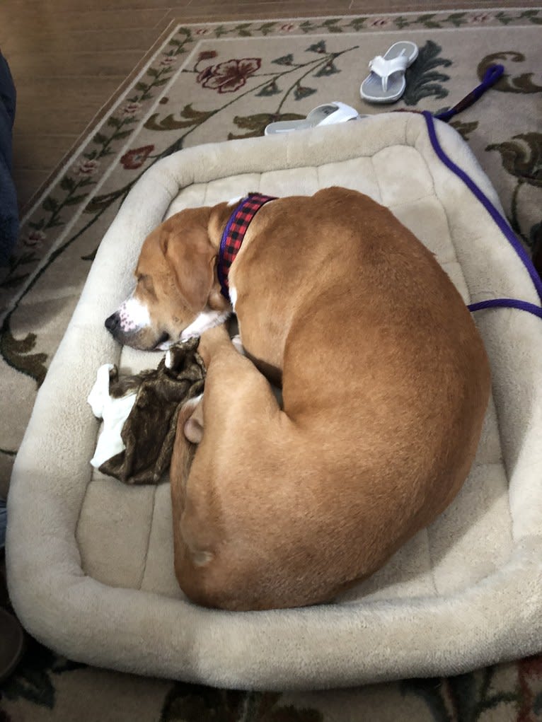 Byron, an American Pit Bull Terrier and Labrador Retriever mix tested with EmbarkVet.com