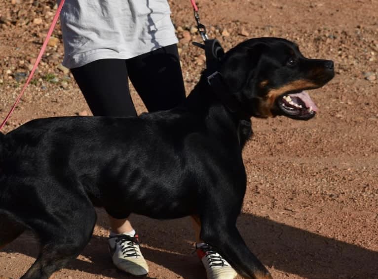 Wüstenhaus Samson, a Rottweiler tested with EmbarkVet.com