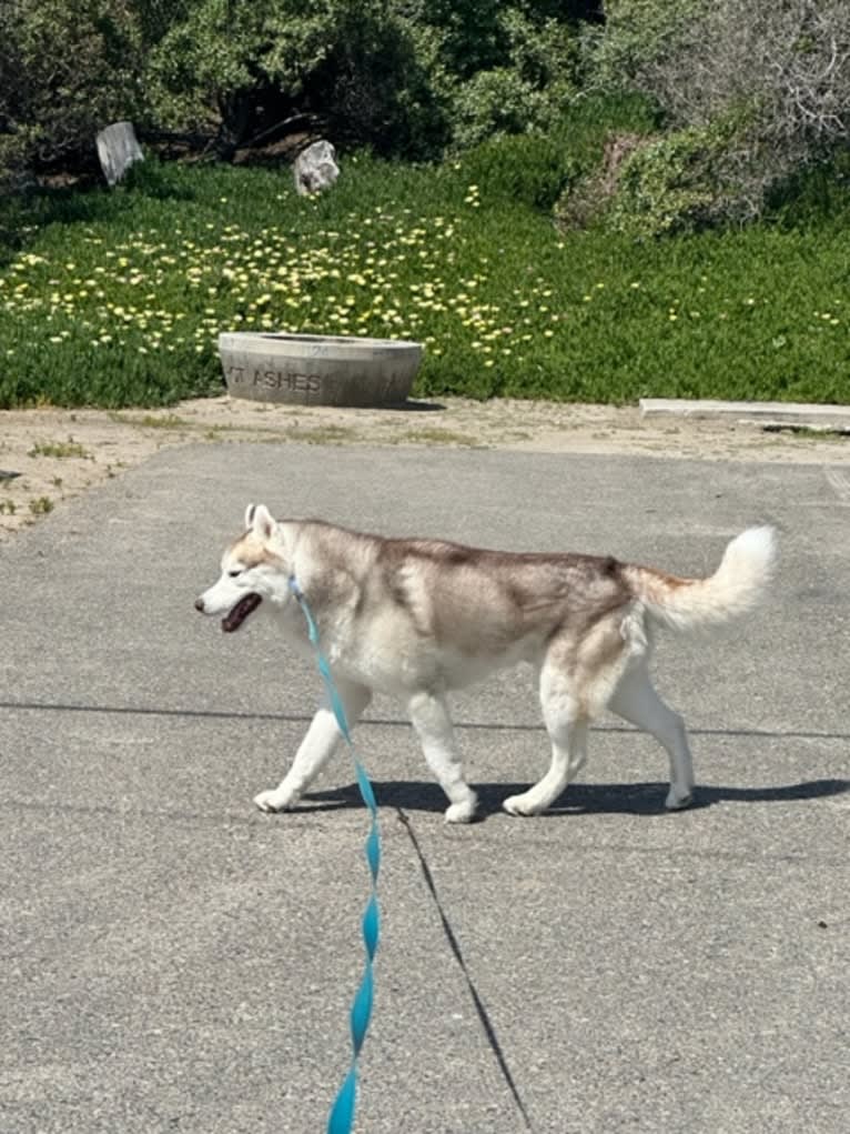 Dakines Afanasy Aleksei, a Siberian Husky tested with EmbarkVet.com