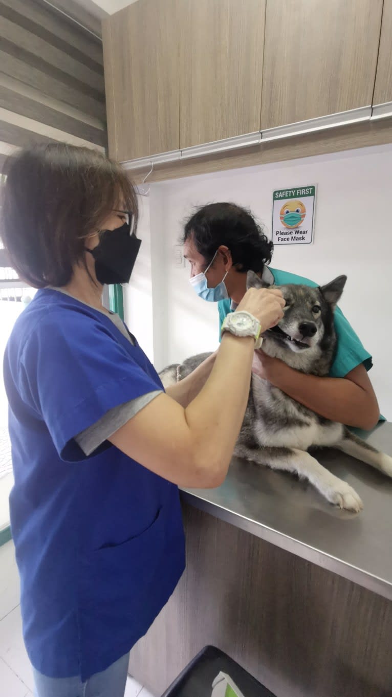 Beauty, a Siberian Husky tested with EmbarkVet.com