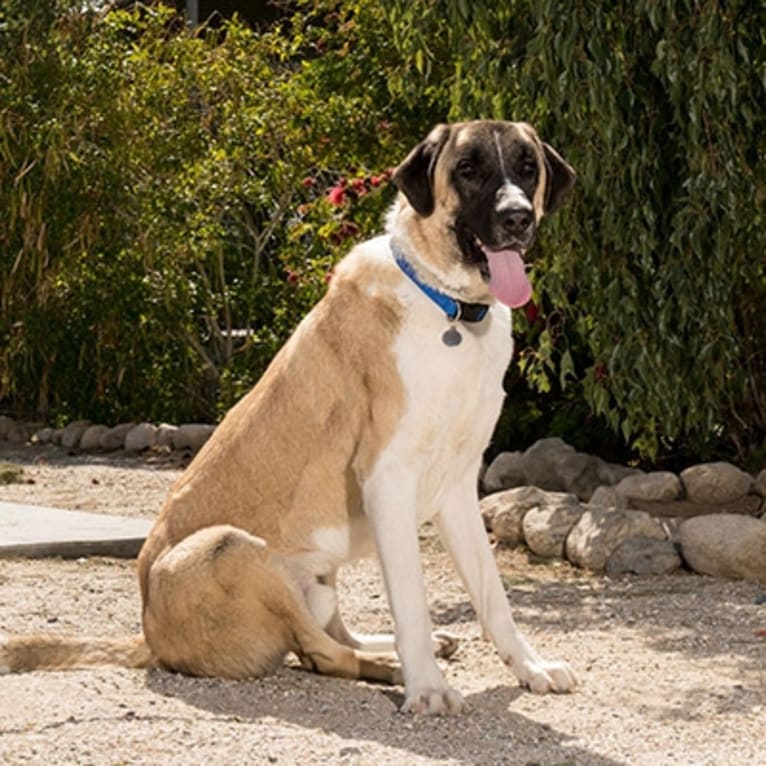 Barrett, an Anatolian Shepherd Dog tested with EmbarkVet.com