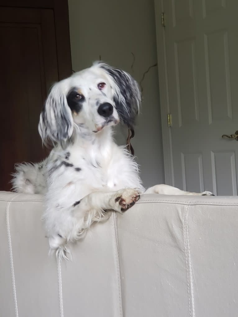 Lady, a Llewellin Setter tested with EmbarkVet.com