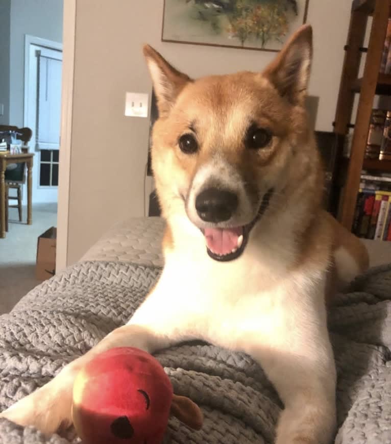 Logan, a Shiba Inu tested with EmbarkVet.com