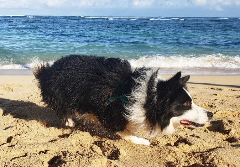 Kida, a Border Collie tested with EmbarkVet.com