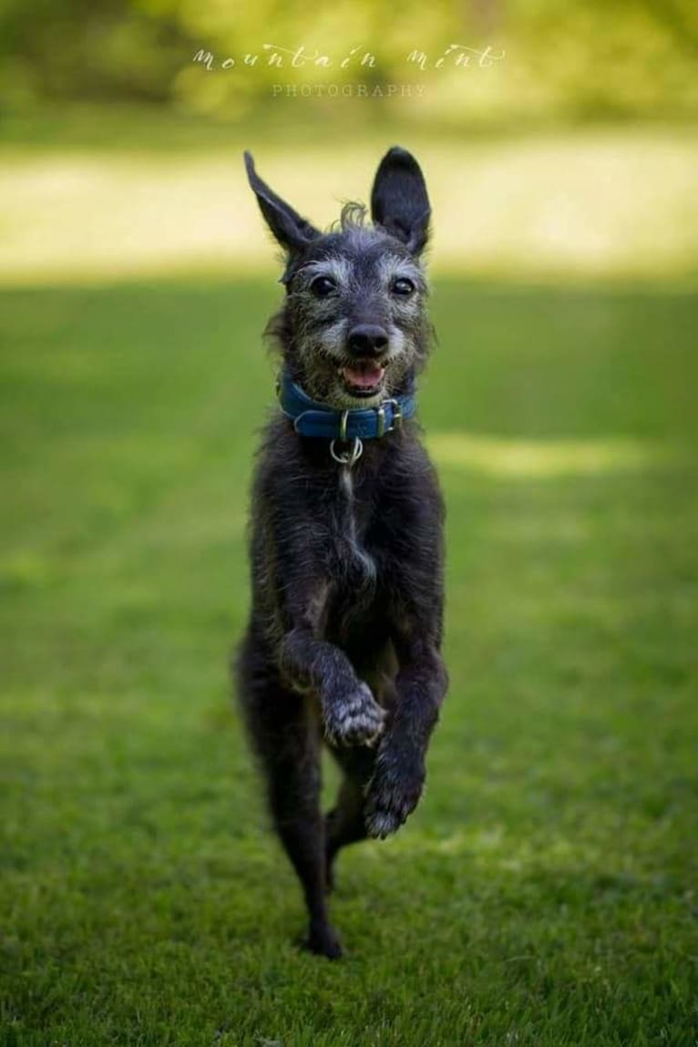 Miss Gracie Mansion OA OAJ NF, an Italian Greyhound and Poodle (Small) mix tested with EmbarkVet.com