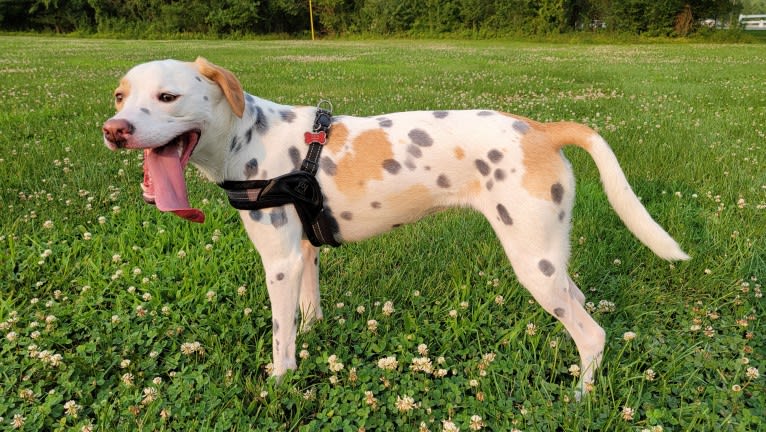 Valkyrie, an American Pit Bull Terrier and Shih Tzu mix tested with EmbarkVet.com