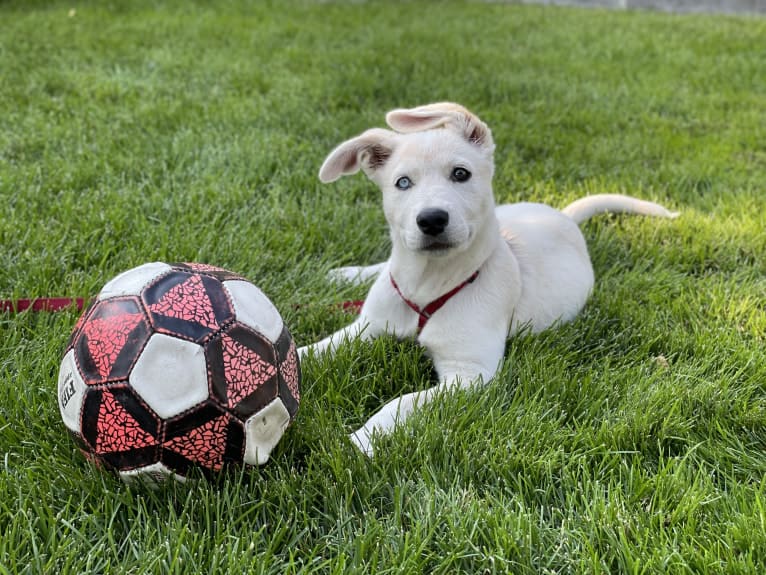 Princess Luna Rose, an Australian Cattle Dog and Siberian Husky mix tested with EmbarkVet.com