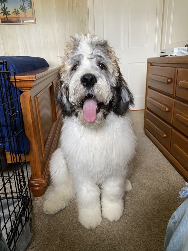 Moose, a St. Berdoodle tested with EmbarkVet.com