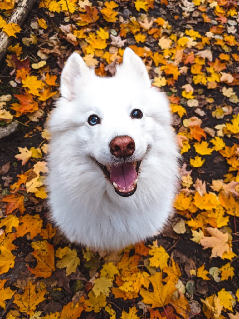 Polar, a Samoyed and Norwegian Elkhound mix tested with EmbarkVet.com