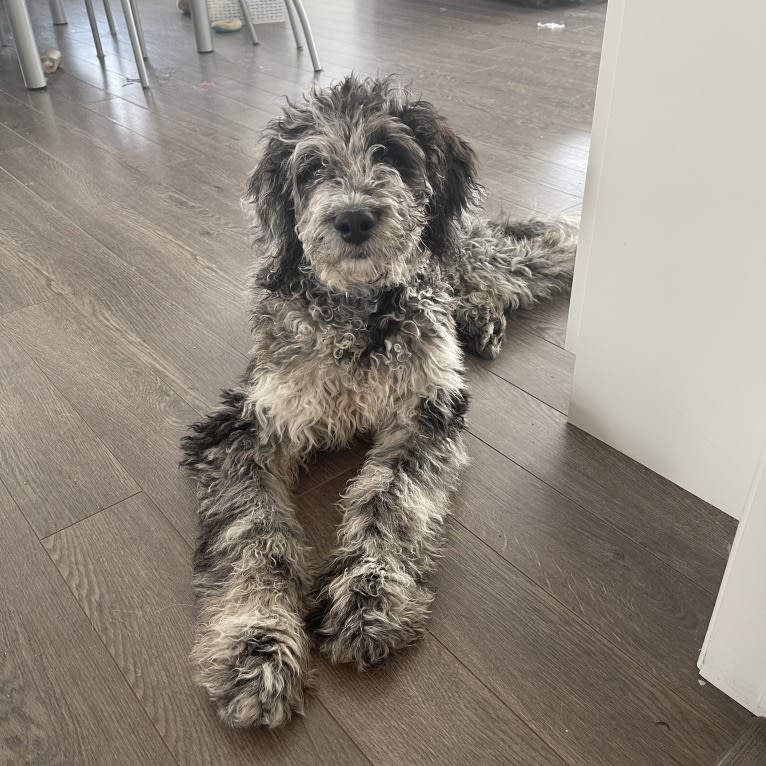 Juno Thedoodle, a Goldendoodle tested with EmbarkVet.com