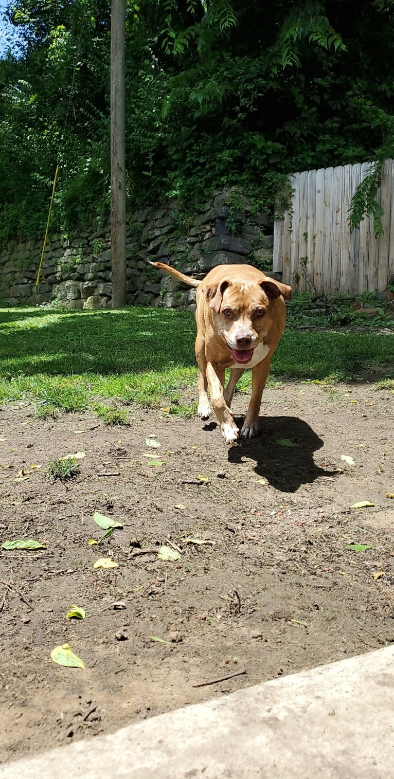 Buttercup, an American Pit Bull Terrier and Labrador Retriever mix tested with EmbarkVet.com