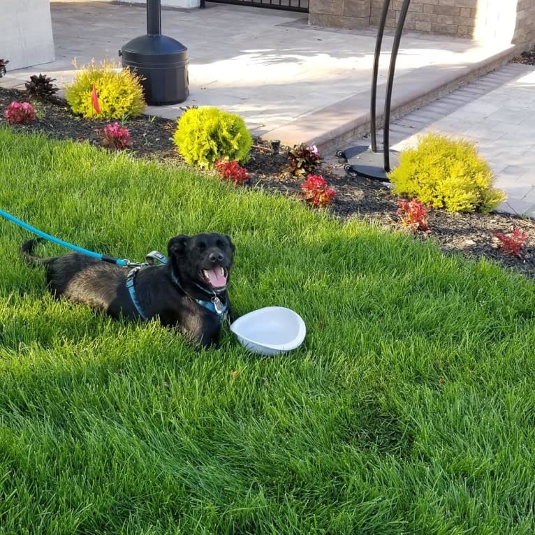 Ritz, a Golden Retriever and American Staffordshire Terrier mix tested with EmbarkVet.com