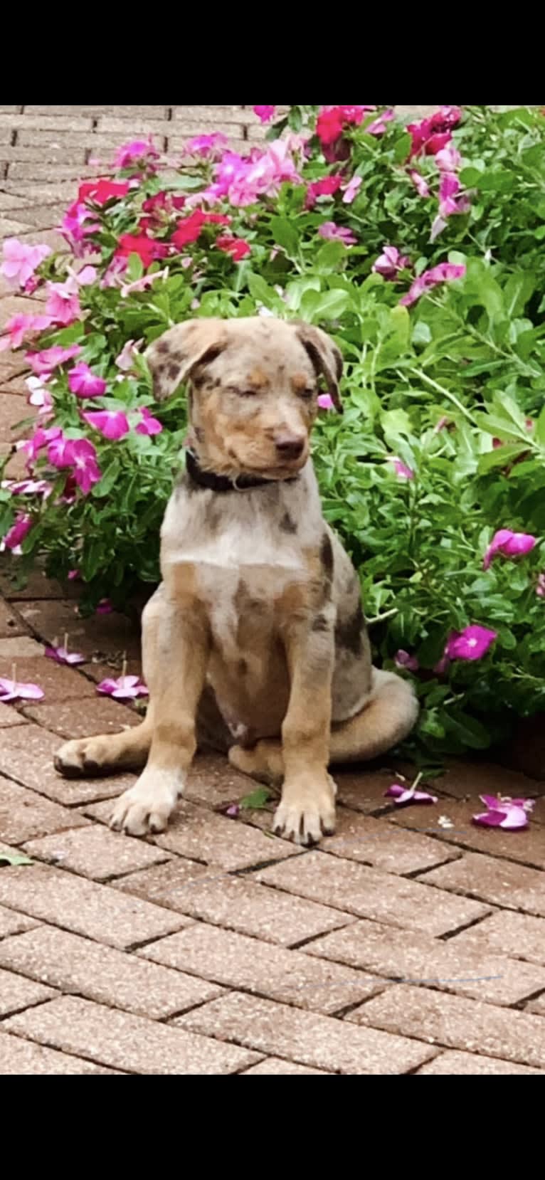 Bauer, an Australian Cattle Dog and Catahoula Leopard Dog mix tested with EmbarkVet.com