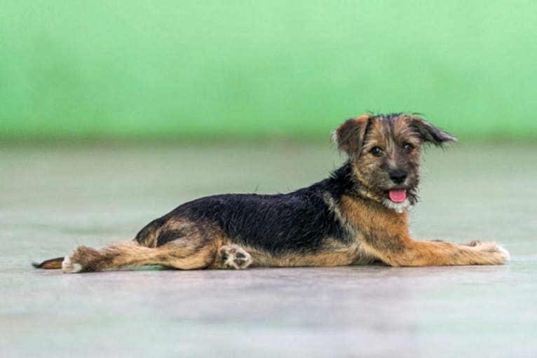 Hershey, a German Shepherd Dog and Beagle mix tested with EmbarkVet.com