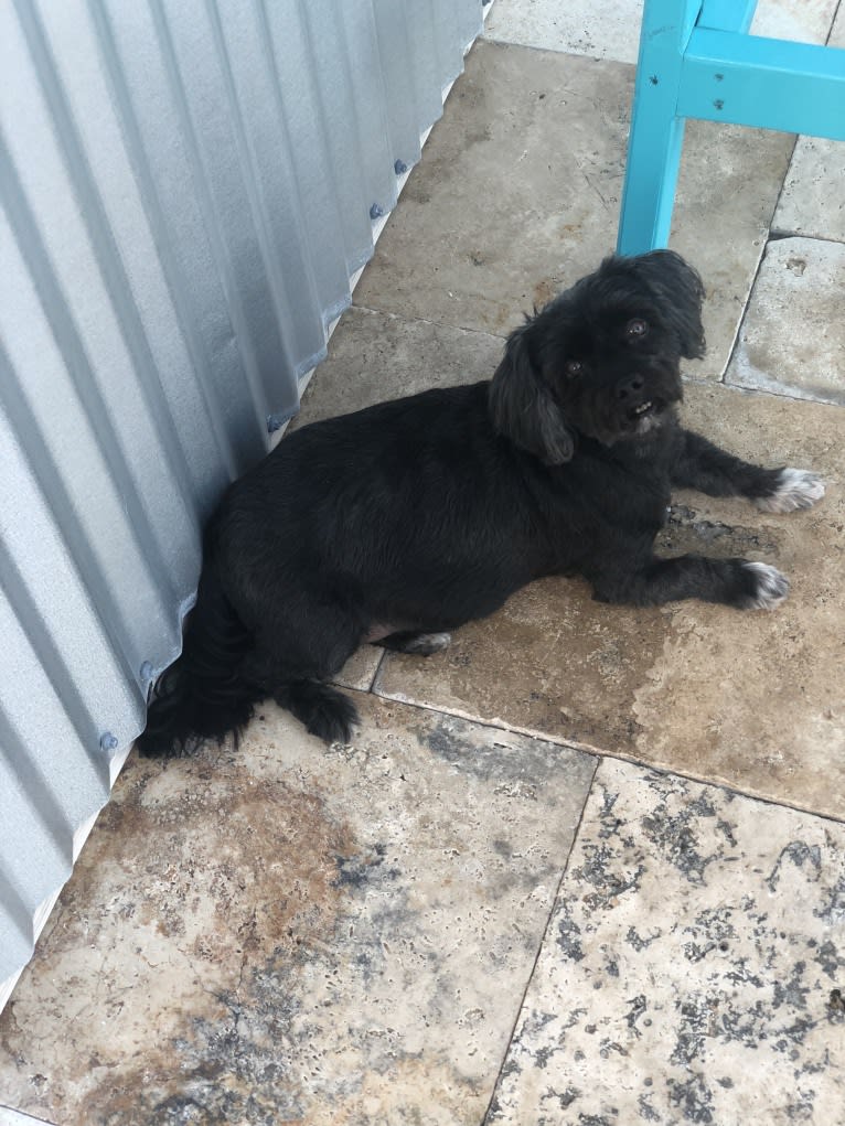 Vinny, a Morkie tested with EmbarkVet.com