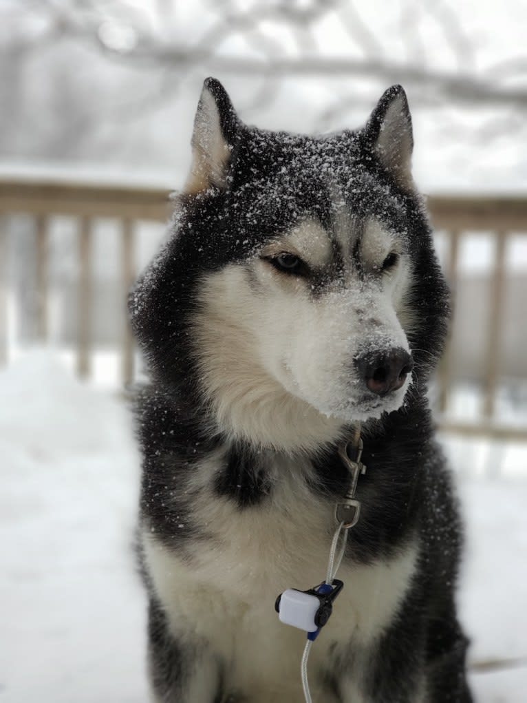 Loki, a Siberian Husky tested with EmbarkVet.com