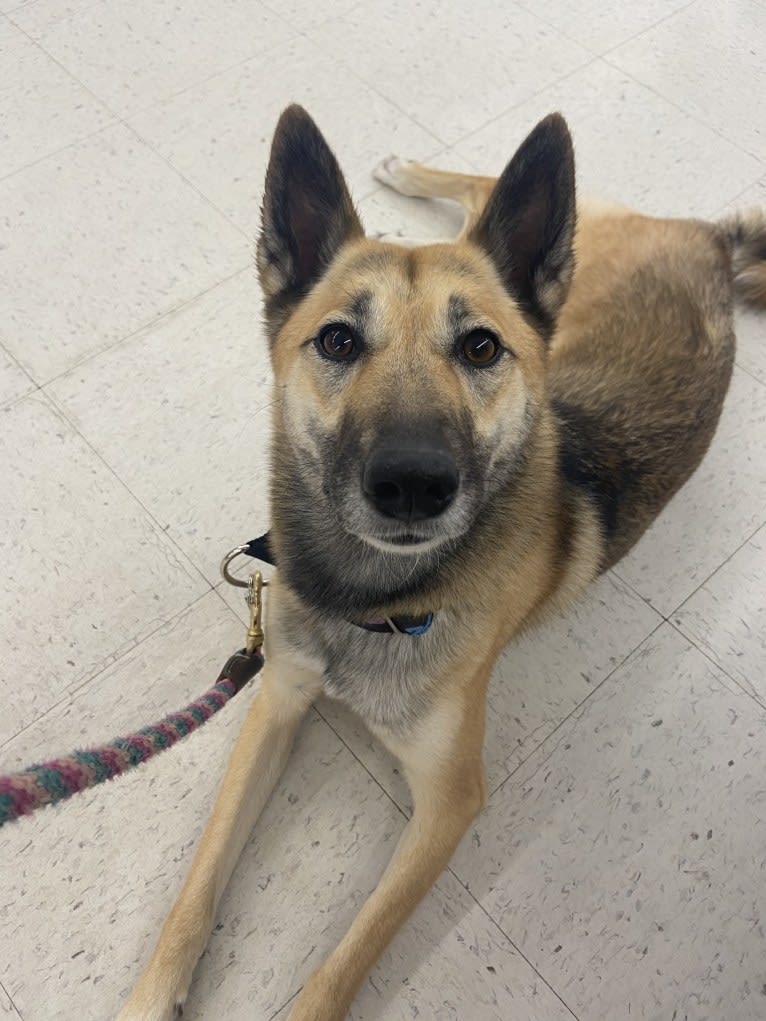 Raven, a West Siberian Laika tested with EmbarkVet.com