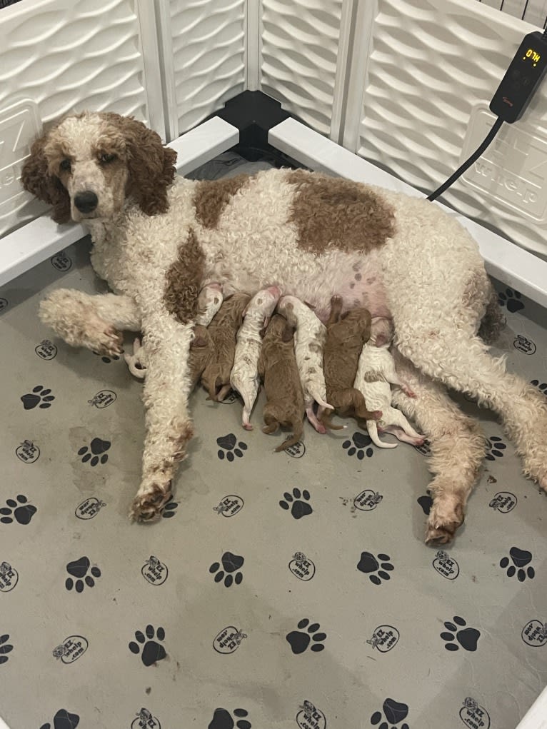 Theo, a Poodle (Standard) tested with EmbarkVet.com