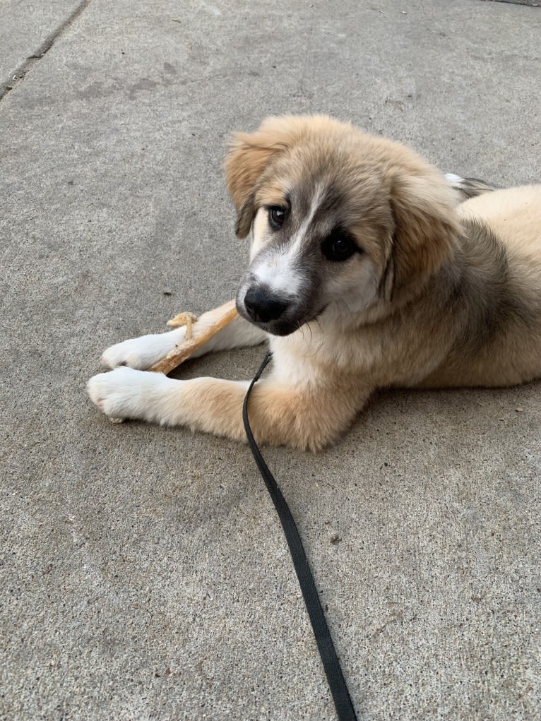 Henry, a Siberian Husky and Beagle mix tested with EmbarkVet.com