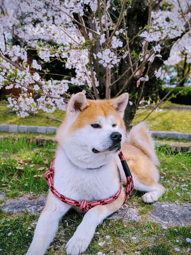 Aki, an Akita tested with EmbarkVet.com