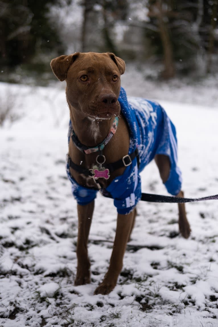Photo of Bonnie, an American Pit Bull Terrier and Labrador Retriever mix in Texas, USA
