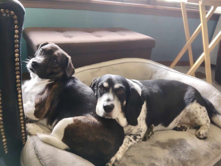 Donnie, a Beagle tested with EmbarkVet.com
