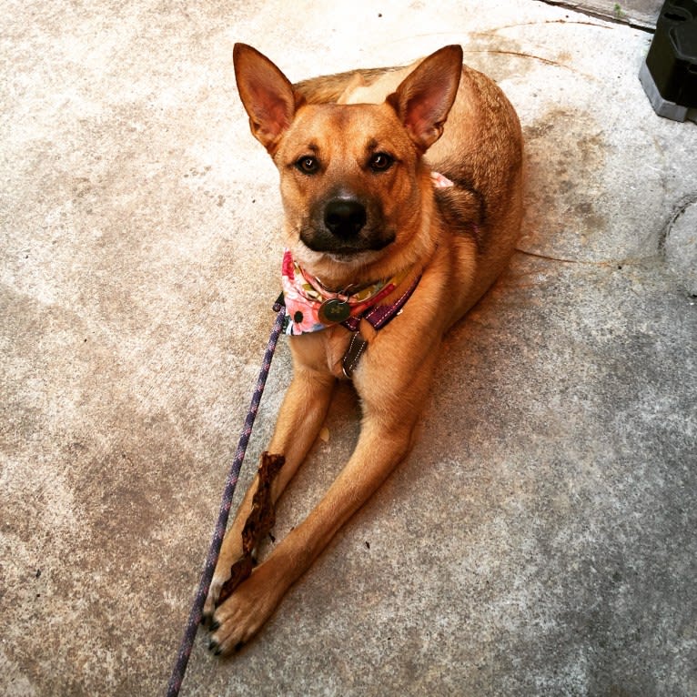 Queso Hunter, an Australian Cattle Dog and American Bulldog mix tested with EmbarkVet.com