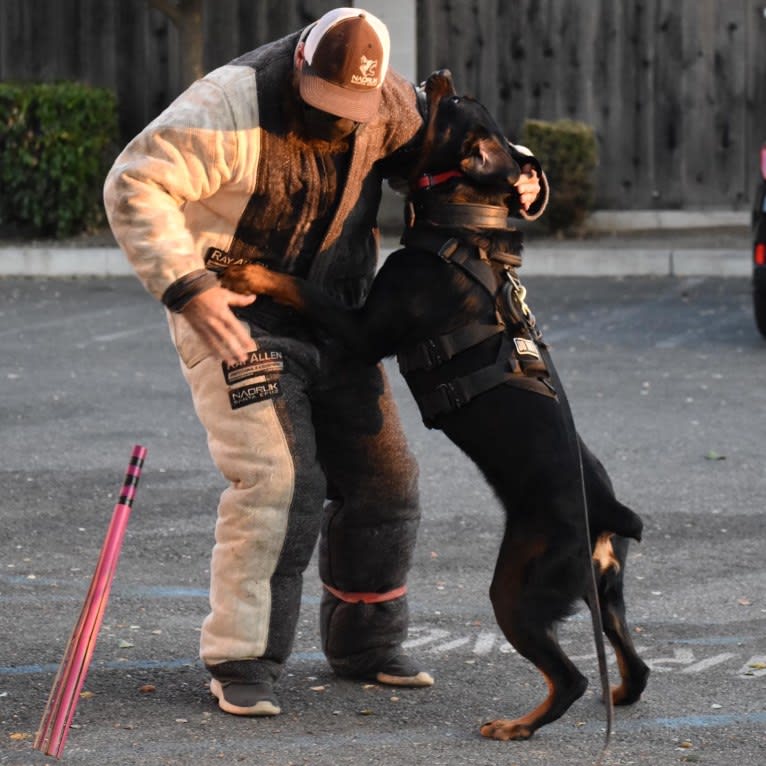 Wüstenhaus Samson, a Rottweiler tested with EmbarkVet.com