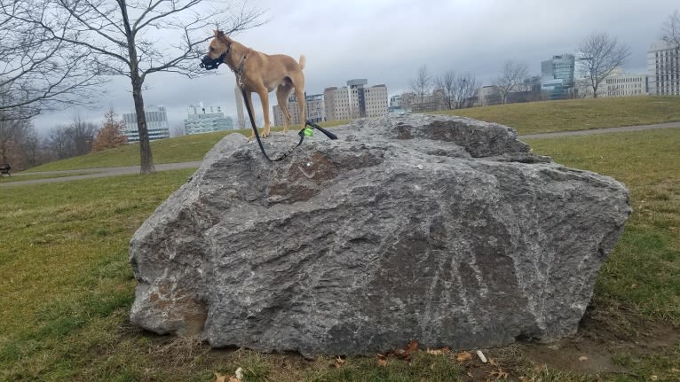 Tai, a Formosan Mountain Dog and Akita mix tested with EmbarkVet.com