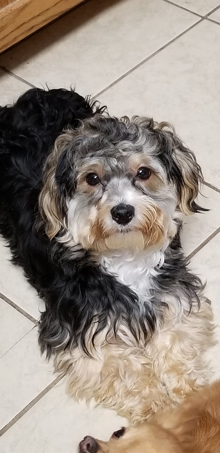 Bella Rose, a Yorkshire Terrier and Maltese mix tested with EmbarkVet.com