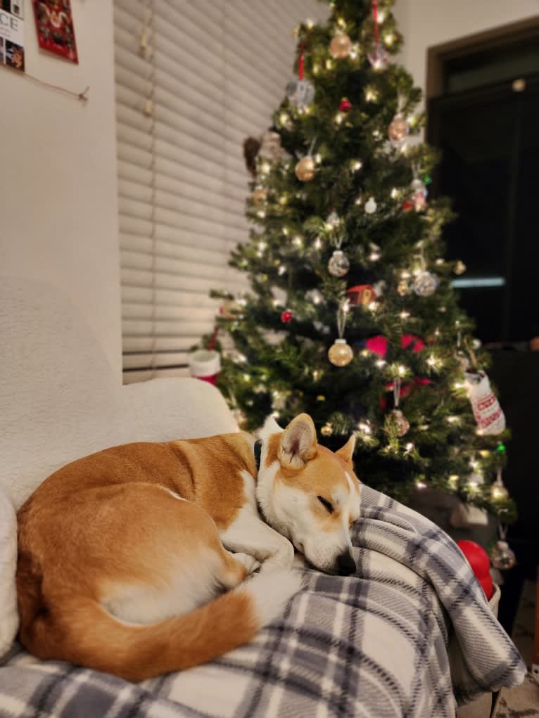 Mango, a Jindo and Pembroke Welsh Corgi mix tested with EmbarkVet.com