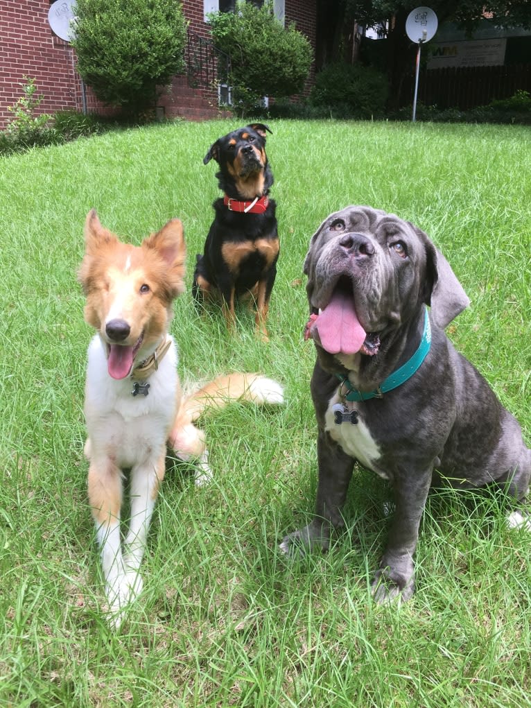 Maui, a Neapolitan Mastiff tested with EmbarkVet.com