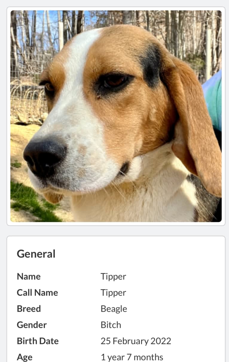 Tipper, a Beagle tested with EmbarkVet.com