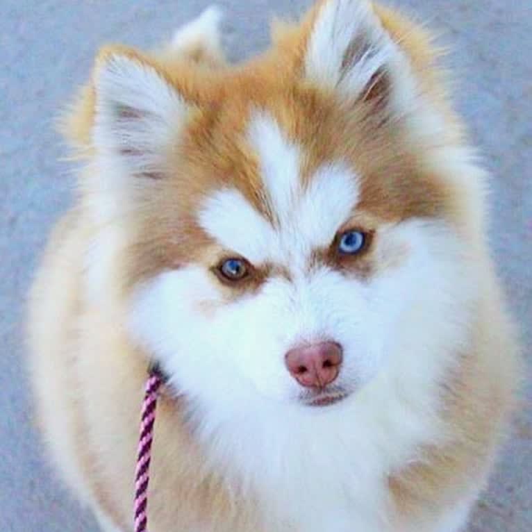 Lollipop’s Ocean Breeze, a Pomsky tested with EmbarkVet.com