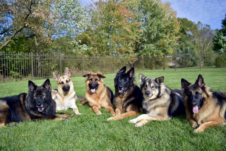 Maya, a German Shepherd Dog tested with EmbarkVet.com