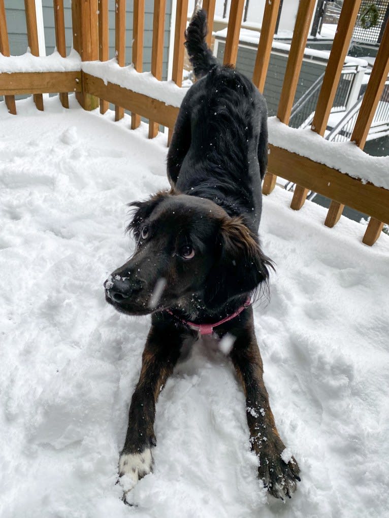 Mona, an Irish Setter and Labrador Retriever mix tested with EmbarkVet.com