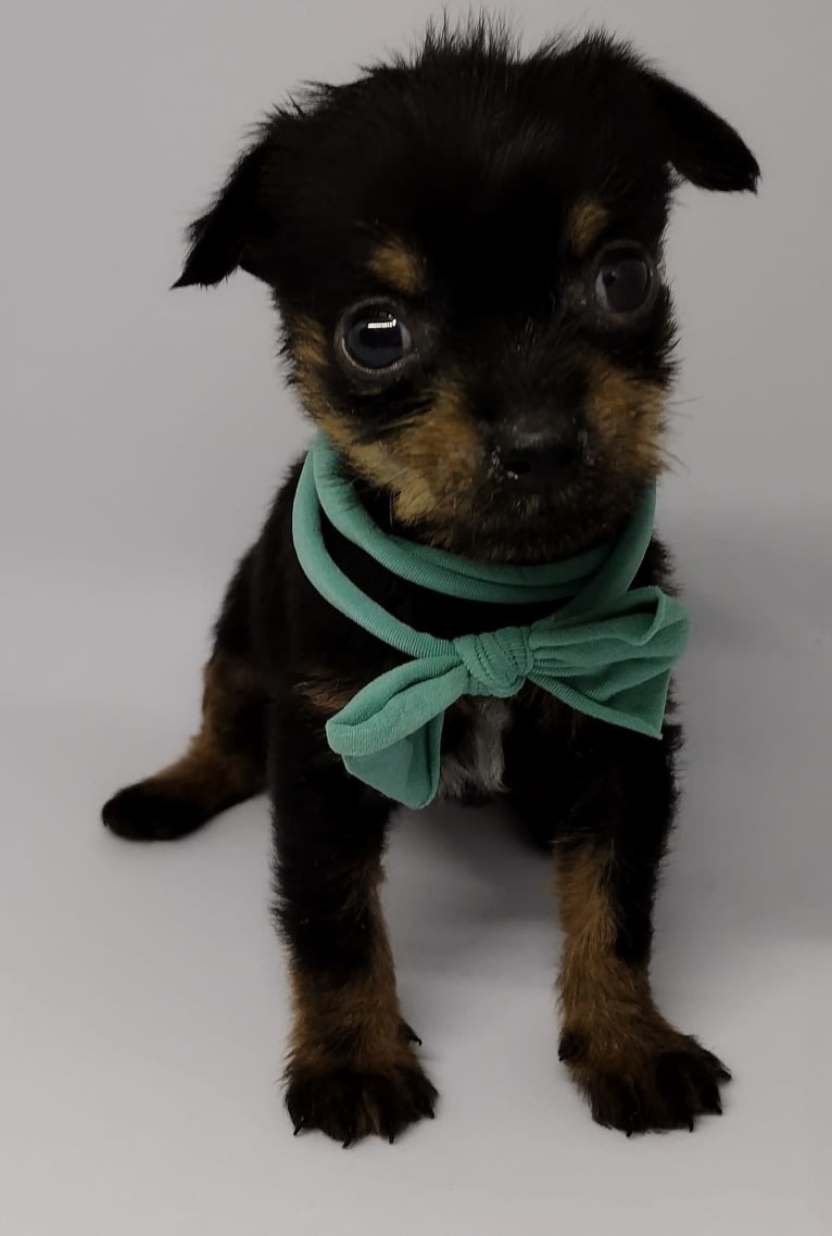 Saejin, a Chihuahua and Rat Terrier mix tested with EmbarkVet.com