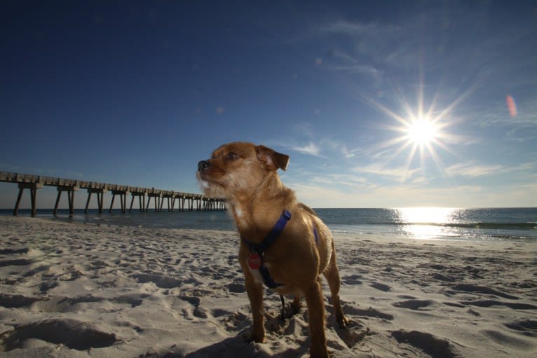 Brodie, a Miniature Pinscher and Shih Tzu mix tested with EmbarkVet.com