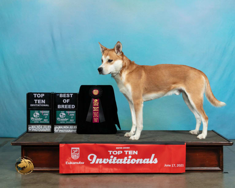 Joe, a Carolina Dog tested with EmbarkVet.com