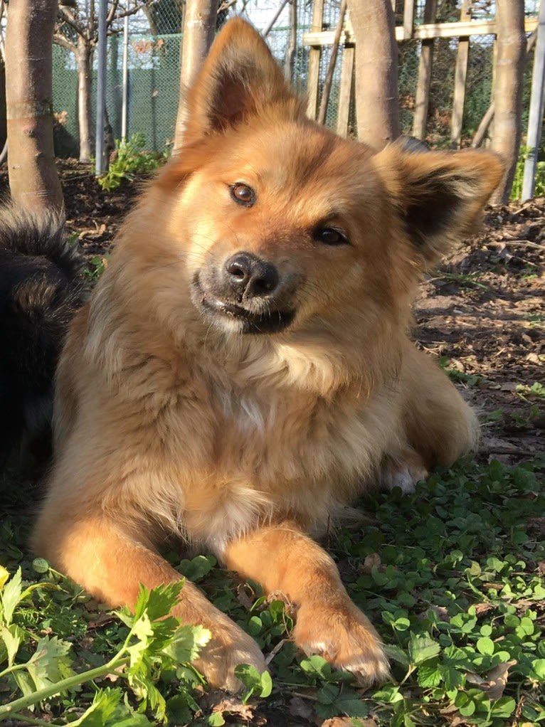 Bindi, an Icelandic Sheepdog tested with EmbarkVet.com