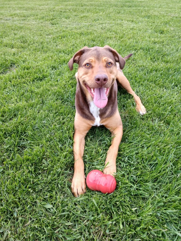 River, an American Pit Bull Terrier and German Shepherd Dog mix tested with EmbarkVet.com