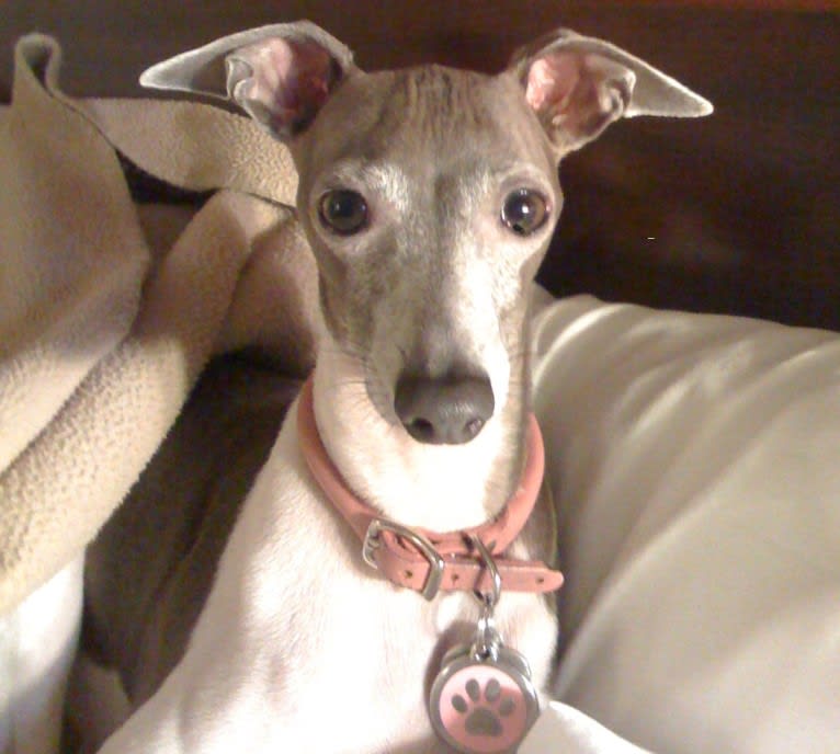 Nik, an Italian Greyhound tested with EmbarkVet.com