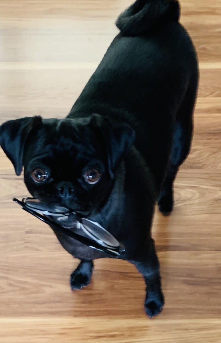 Dipper, a Pug tested with EmbarkVet.com