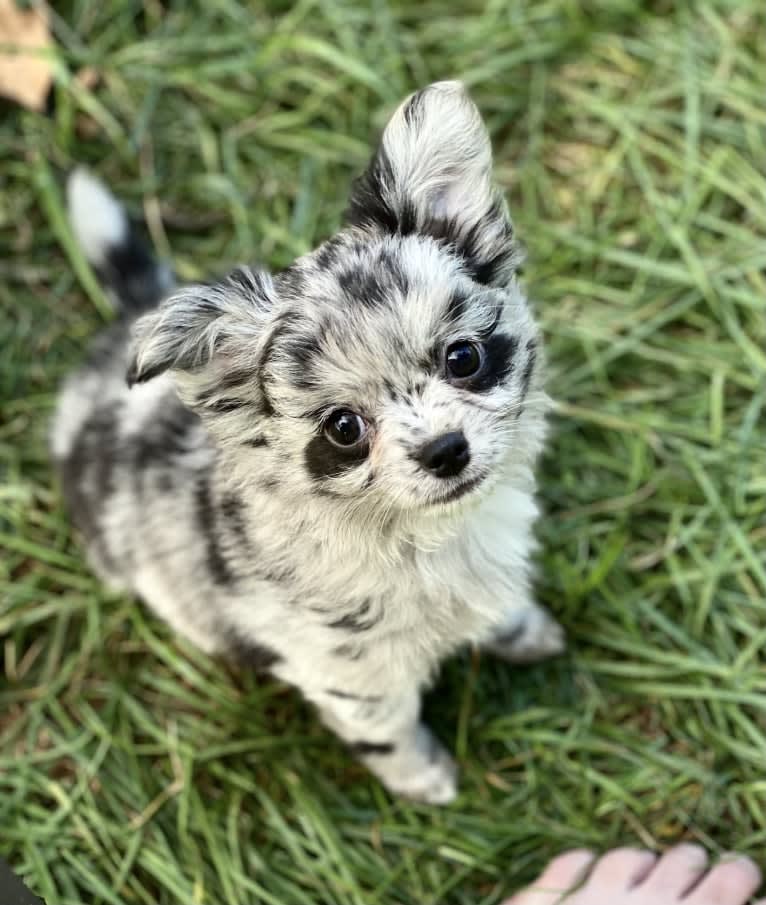 Cookie, a Chihuahua tested with EmbarkVet.com