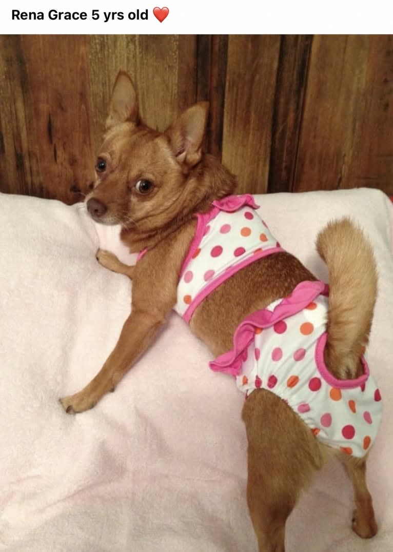 Rena Grace, a Miniature Pinscher and Pomeranian mix tested with EmbarkVet.com