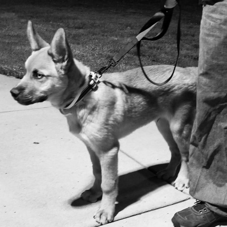 Canyon, a Siberian Husky and Saint Bernard mix tested with EmbarkVet.com